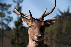 deer-antlers-remember-damage-so-even-ant.jpg