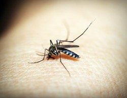 mosquitoes-and-deet-so-1-chemical-become.jpg