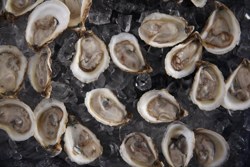 oyster-cement-purdue-out-here-turning-sh.jpg